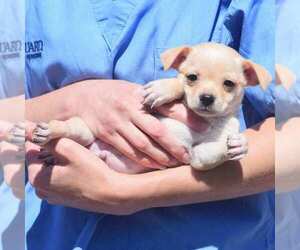 Chihuahua Puppy for sale in MCKINNEY, TX, USA