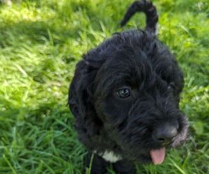 Labradoodle Litter for sale in MORGANTON, NC, USA