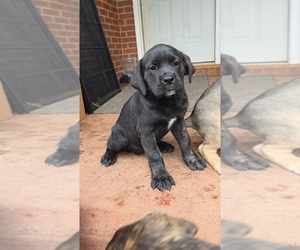 Cane Corso Puppy for sale in VALDESE, NC, USA