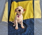 Small Photo #3 Dogo Argentino Puppy For Sale in ALBUQUERQUE, NM, USA