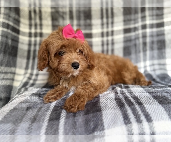 Medium Photo #3 Cavapoo Puppy For Sale in LAKELAND, FL, USA