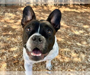 French Bulldog-Unknown Mix Dogs for adoption in Santa Cruz, CA, USA