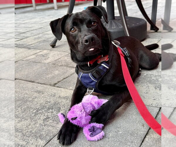 Medium Photo #14 Labrador Retriever-Unknown Mix Puppy For Sale in Canton, CT, USA