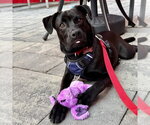 Small #13 Labrador Retriever Mix