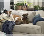 Small #5 American Pit Bull Terrier Mix