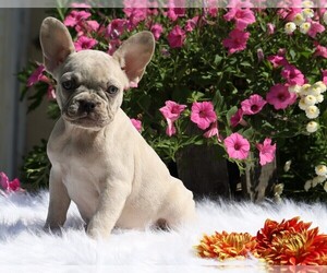 French Bulldog Puppy for sale in FREDERICKSBG, OH, USA