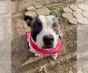 Mutt Dogs for adoption in Tulsa, OK, USA