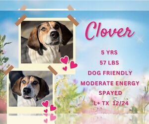 Coonhound Dogs for adoption in Martinsburg, WV, USA