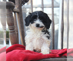 Small Photo #1 Cavapoo Puppy For Sale in GORDONVILLE, PA, USA