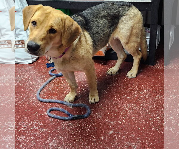 Medium Photo #10 Mutt Puppy For Sale in Fargo, ND, USA