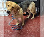 Small #9 Mutt