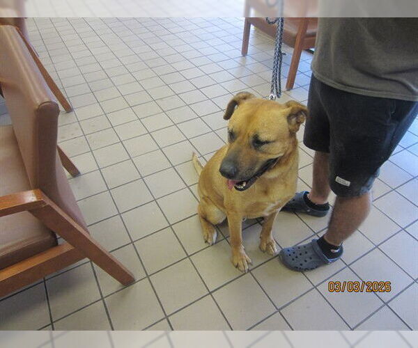 Medium Photo #1 Black Mouth Cur-Unknown Mix Puppy For Sale in Ocala, FL, USA