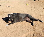 Small #6 Labrador Retriever Mix