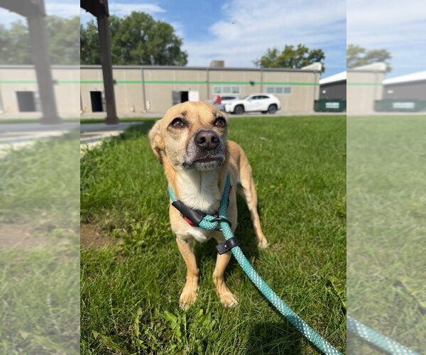 Medium Photo #4 Chiweenie Puppy For Sale in Pierceton , IN, USA