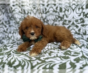 Cavapoo (Miniature) Puppy for sale in LAKELAND, FL, USA
