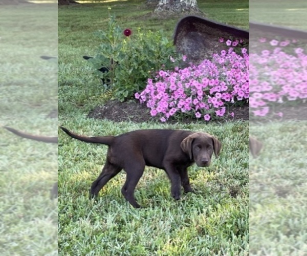 Medium Photo #18 Labrador Retriever Puppy For Sale in SWANTON, MD, USA