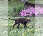 Small #3 Labrador Retriever