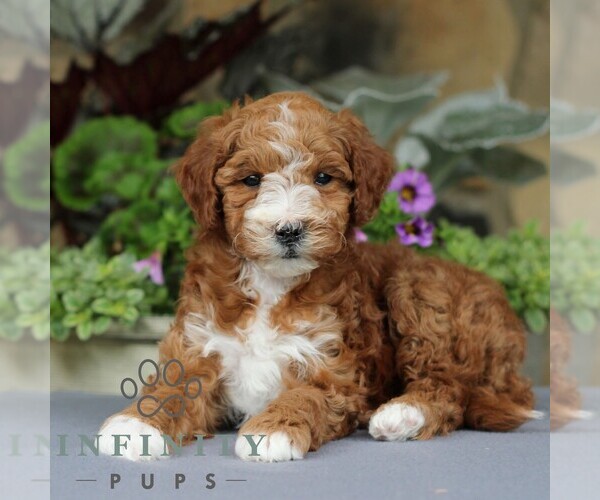 Medium Photo #3 Goldendoodle (Miniature) Puppy For Sale in EAST EARL, PA, USA