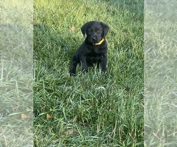 Medium Photo #28 Labrador Retriever Puppy For Sale in GLADSTONE, VA, USA