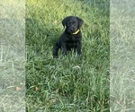 Small Photo #28 Labrador Retriever Puppy For Sale in GLADSTONE, VA, USA