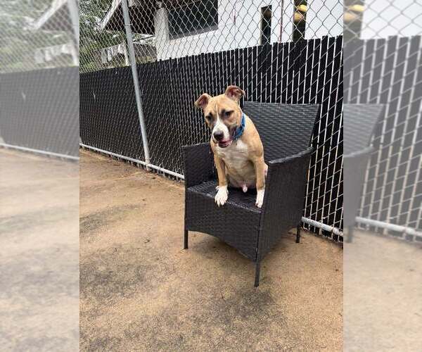Medium Photo #2 Mutt Puppy For Sale in Elmsford, NY, USA