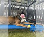 Small #1 American Pit Bull Terrier