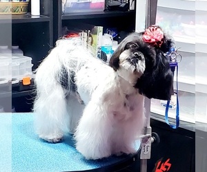 Father of the Shih Tzu puppies born on 03/19/2025