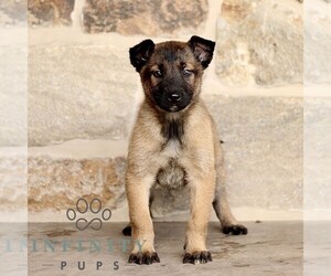 Belgian Malinois Puppy for sale in NEW HOLLAND, PA, USA