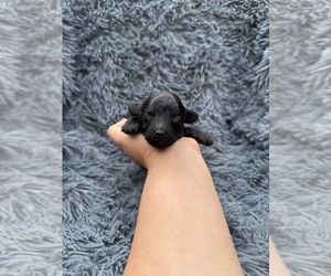 Poodle (Toy) Puppy for sale in JEFFERSONVILLE, IN, USA