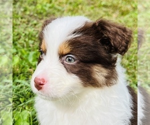 Miniature Australian Shepherd Puppy for sale in FRESNO, OH, USA