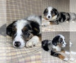 Image preview for Ad Listing. Nickname: Blue merle male