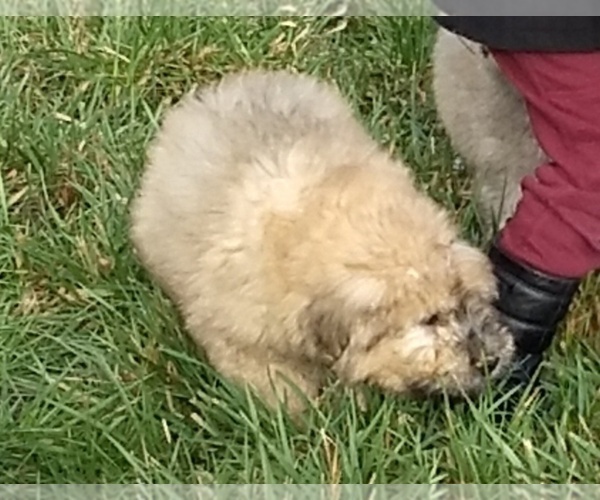 Medium Photo #8 Bouvier Des Flandres Puppy For Sale in AMBOY, WA, USA