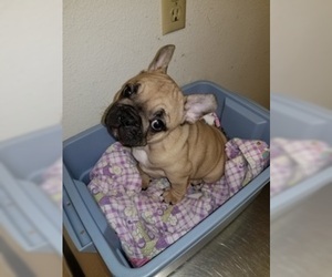 French Bulldog Puppy for sale in MAPLE VALLEY, WA, USA