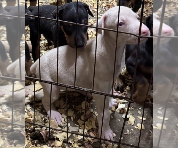 Medium Photo #42 Doberman Pinscher Puppy For Sale in RICHMOND, VA, USA