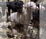 Small #41 Doberman Pinscher