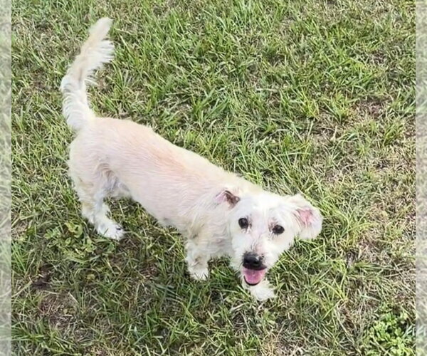 Medium Photo #2 Maltese Puppy For Sale in Sanford, FL, USA