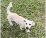 Small #1 Maltese
