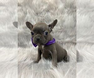 French Bulldog Puppy for sale in CHARLESTON, SC, USA