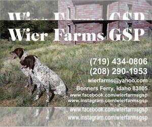 German Shorthaired Pointer Litter for sale in MOYIE SPRINGS, ID, USA