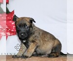 Small #2 Belgian Malinois