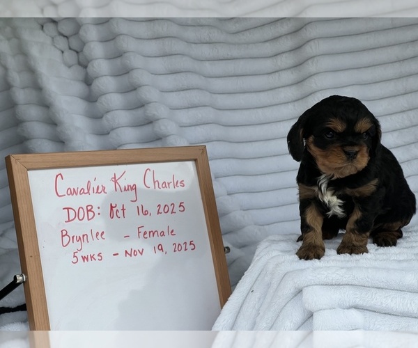Medium Photo #3 Cavalier King Charles Spaniel Puppy For Sale in NILES, MI, USA