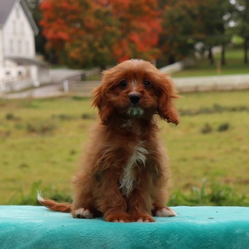 Medium Photo #1 Cavapoo-Poodle (Miniature) Mix Puppy For Sale in GAP, PA, USA