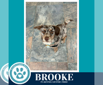 Small #7 Dachshund Mix