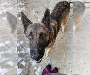 German Shepherd Dog Dogs for adoption in Aurora, IL, USA