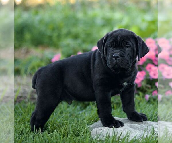 Medium Photo #4 Cane Corso Puppy For Sale in LANCASTER, PA, USA