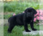 Nyx - Male Cane Corso Puppy for Sale - Photo #4