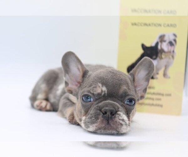 Medium Photo #5 French Bulldog Puppy For Sale in DULUTH, GA, USA
