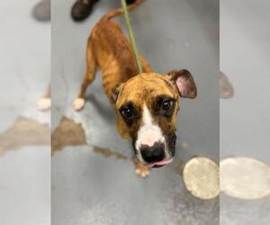 American Pit Bull Terrier Dogs for adoption in Peoria, IL, USA