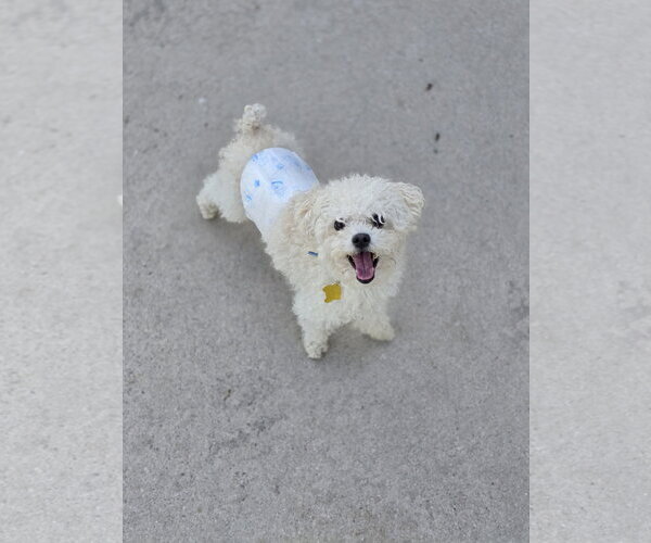 Medium Photo #18 Mutt Puppy For Sale in Sandy, UT, USA