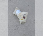 Small #17 Mutt